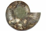 Cut & Polished Ammonite Fossil (Half) - Madagascar #359554-1